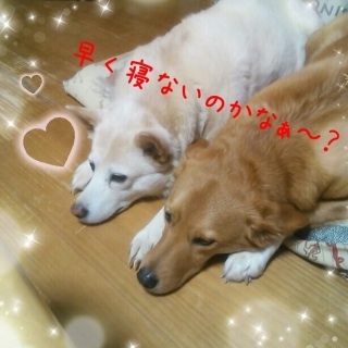 ペットと毎晩一緒に寝てる人