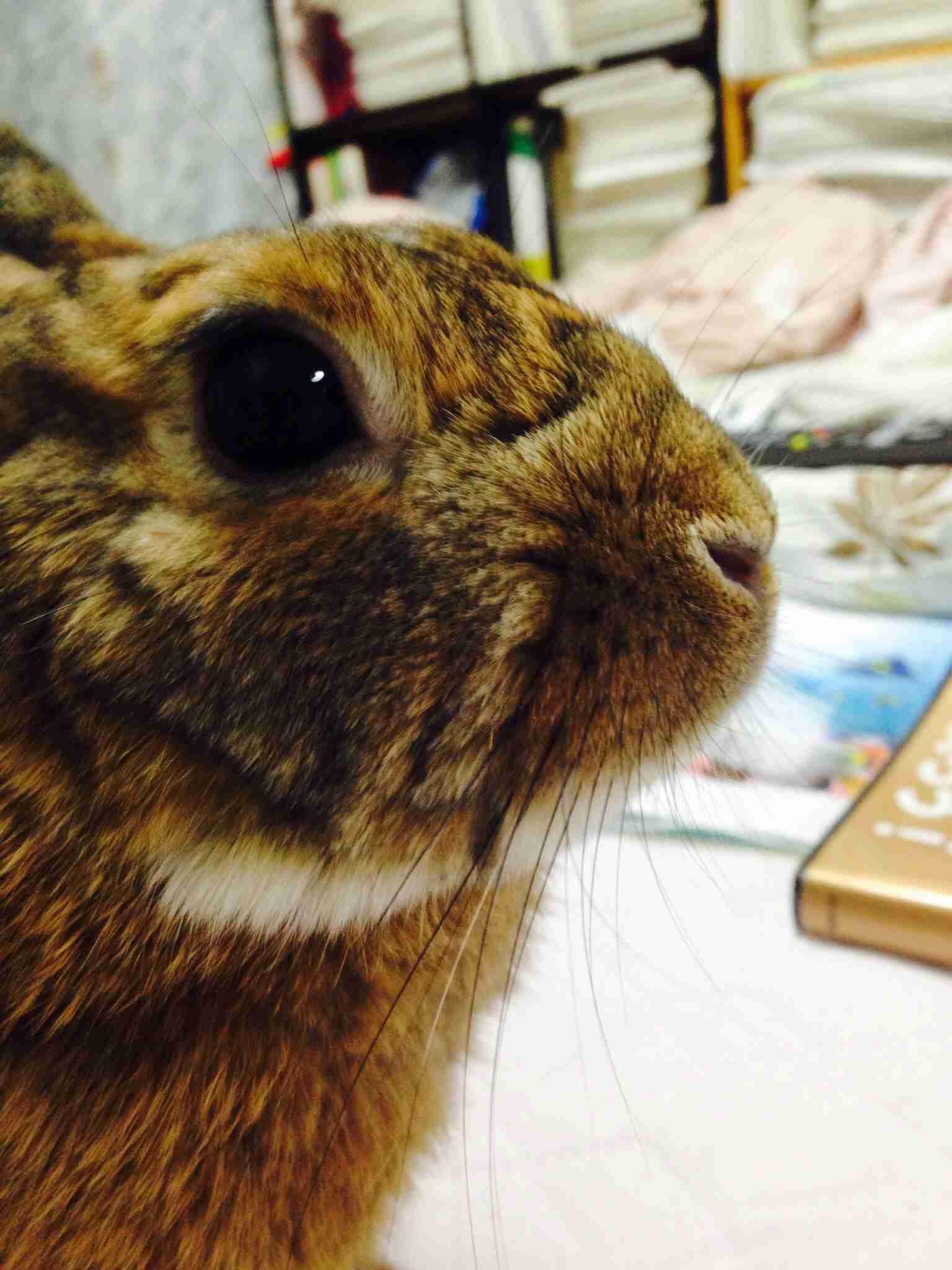 ペットと毎晩一緒に寝てる人