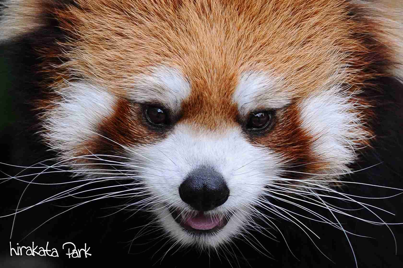 あらゆる物のアップの画像を貼るトピ！