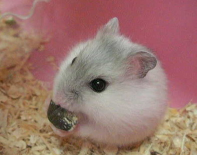 あらゆる物のアップの画像を貼るトピ！