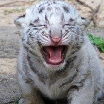 あらゆる物のアップの画像を貼るトピ！