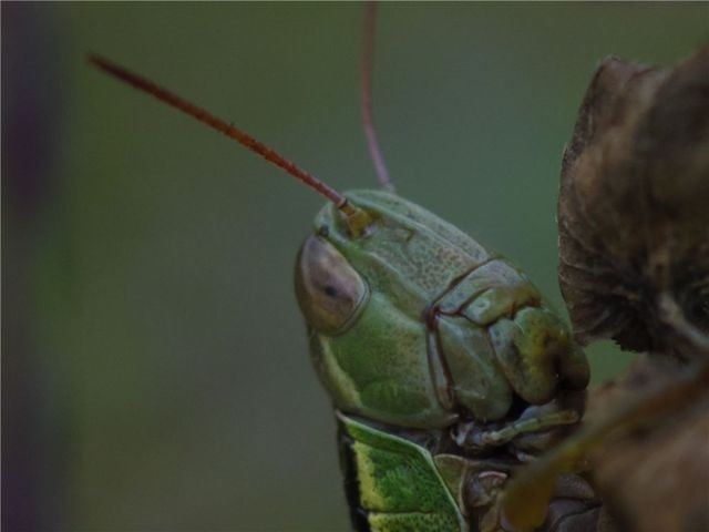 あらゆる物のアップの画像を貼るトピ！