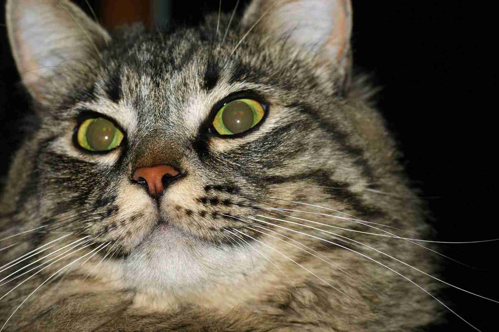 あらゆる物のアップの画像を貼るトピ！