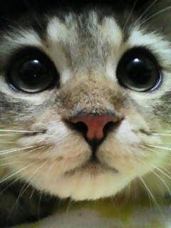 あらゆる物のアップの画像を貼るトピ！