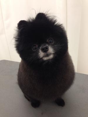 あらゆる物のアップの画像を貼るトピ！