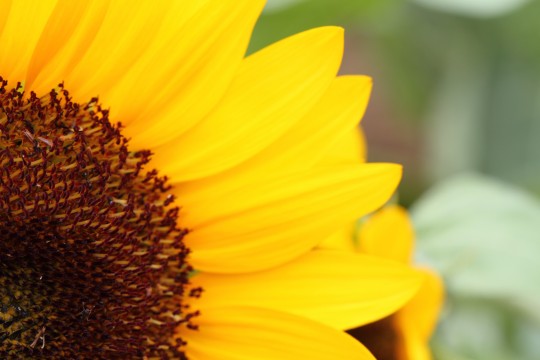 あらゆる物のアップの画像を貼るトピ！