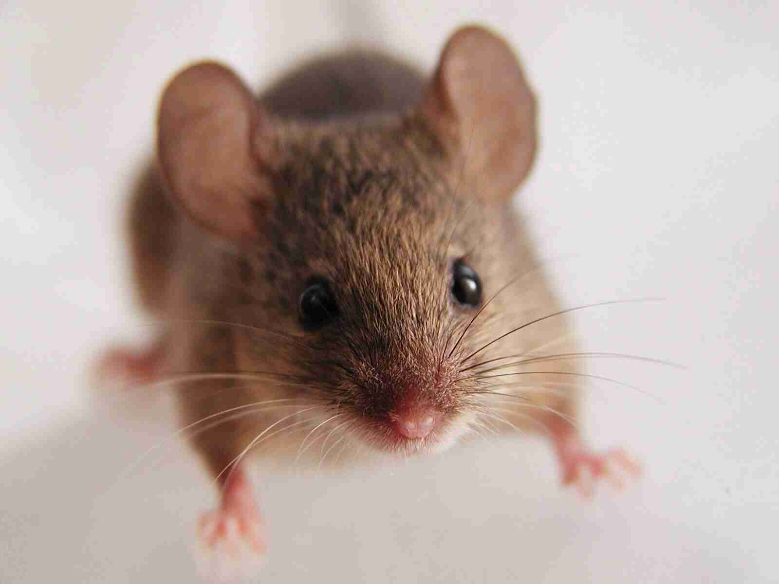 あらゆる物のアップの画像を貼るトピ！