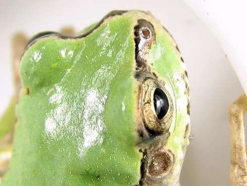 あらゆる物のアップの画像を貼るトピ！