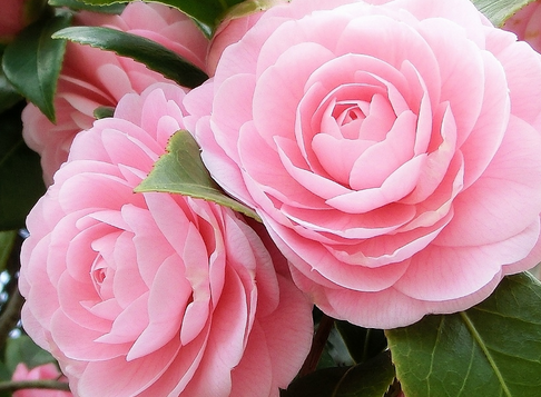 あらゆる物のアップの画像を貼るトピ！