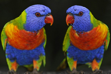 あらゆる物のアップの画像を貼るトピ！