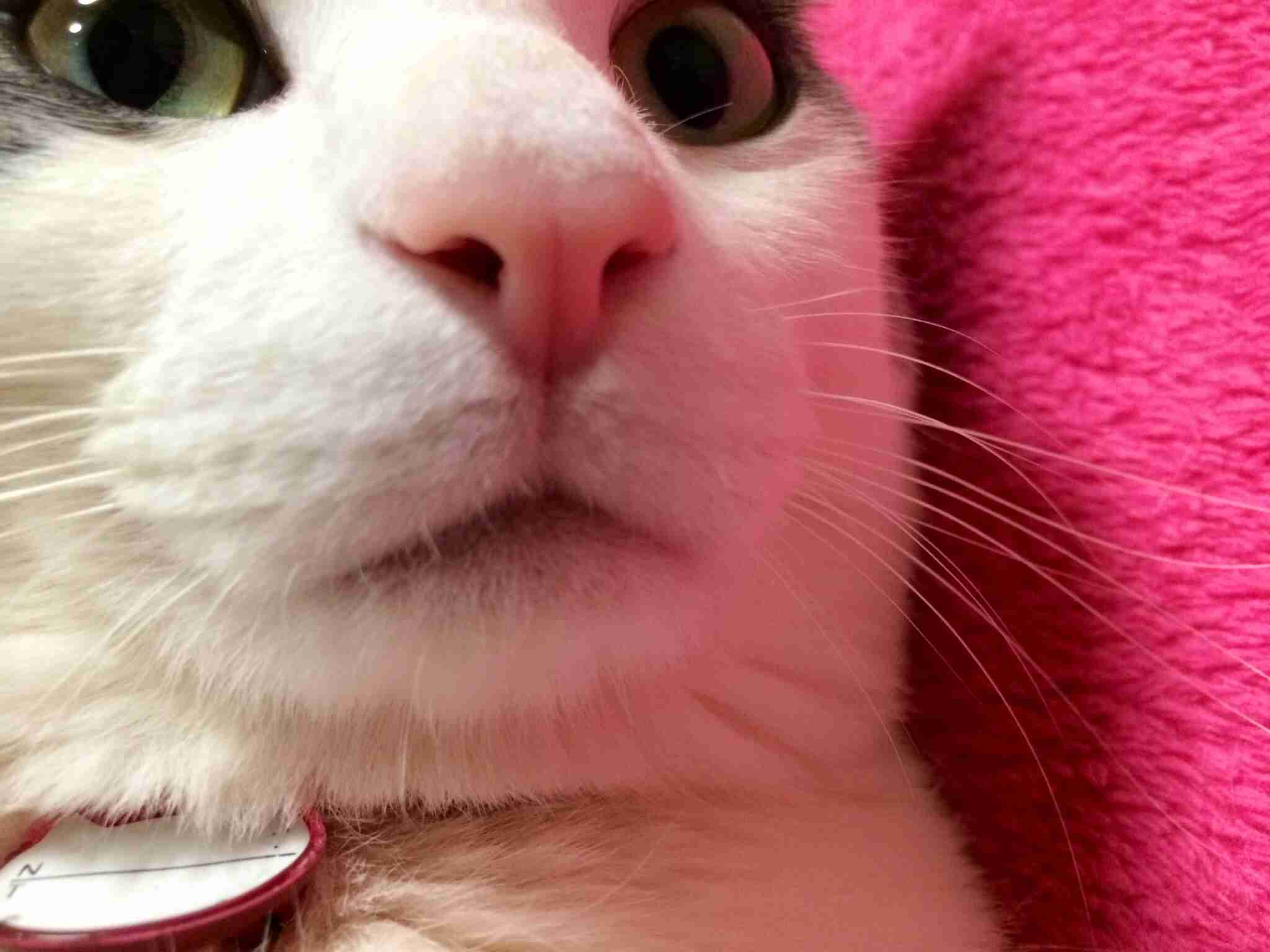 あらゆる物のアップの画像を貼るトピ！