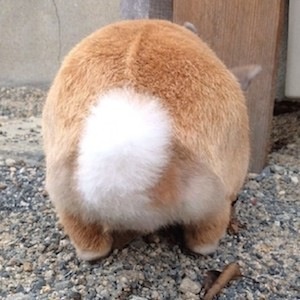 あらゆる物のアップの画像を貼るトピ！