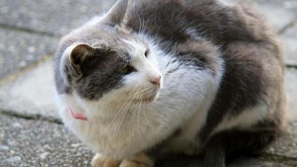 あらゆる物のアップの画像を貼るトピ！