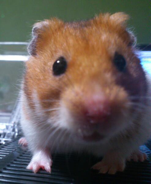 あらゆる物のアップの画像を貼るトピ！