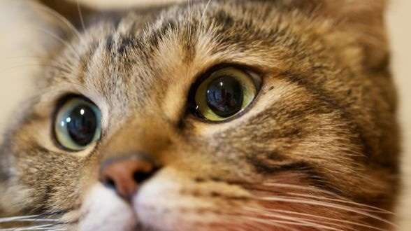 あらゆる物のアップの画像を貼るトピ！