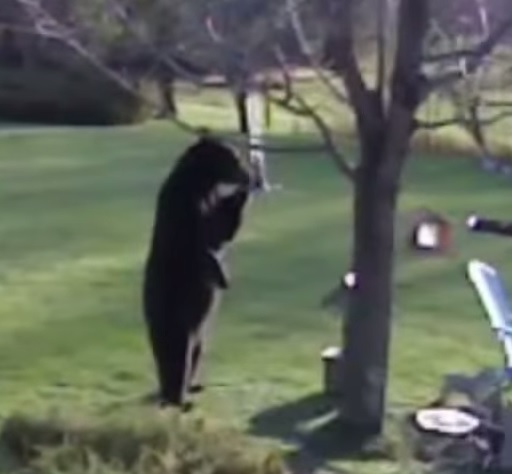 【動画】 民家の庭に侵入したクマをブルドッグ2匹が前後に回り込み睨みつけ撃退