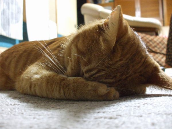 「効果がなければ全額返金」を利用した事がある方、いますか？ 