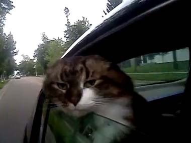 ドライブ大好きな犬と猫