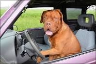 ドライブ大好きな犬と猫