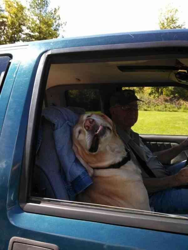 ドライブ大好きな犬と猫