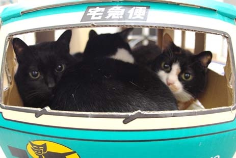 ドライブ大好きな犬と猫