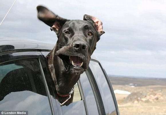ドライブ大好きな犬と猫