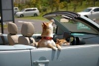 ドライブ大好きな犬と猫