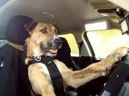 ドライブ大好きな犬と猫