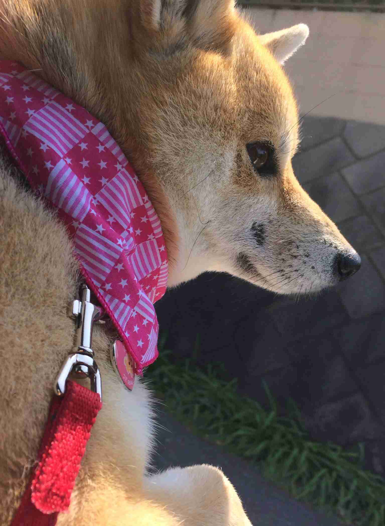 ドライブ大好きな犬と猫