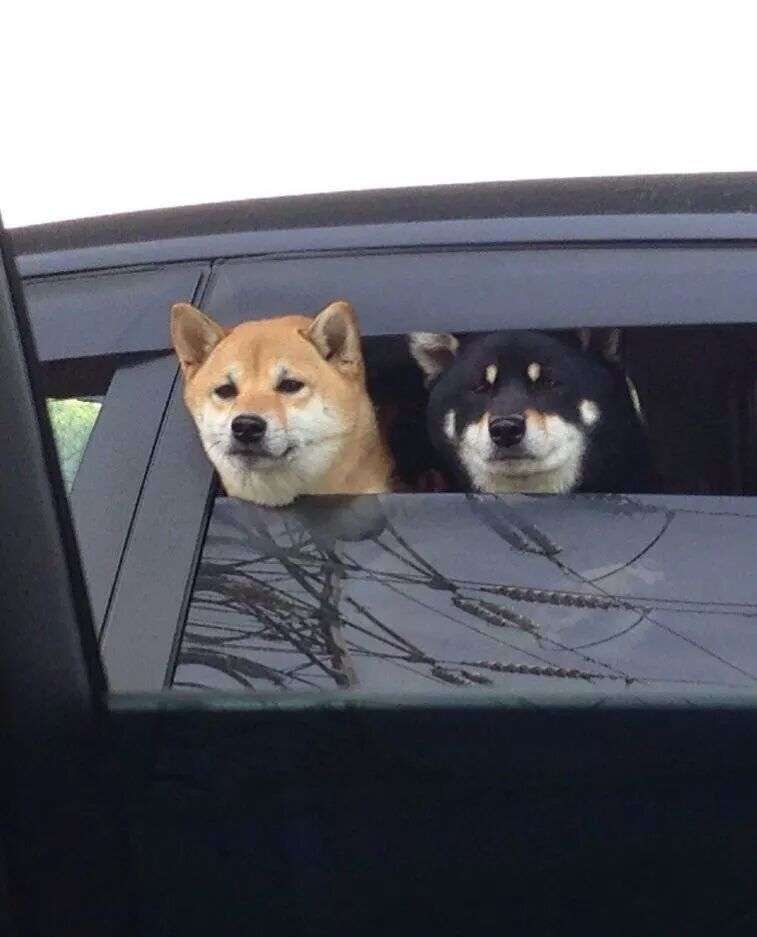 ドライブ大好きな犬と猫