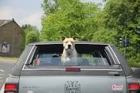 ドライブ大好きな犬と猫