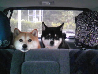 ドライブ大好きな犬と猫