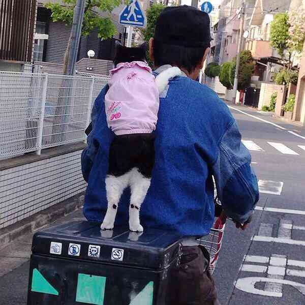 【画像】猫の郵便屋さんが可愛い