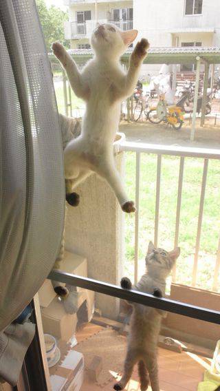【画像】猫の郵便屋さんが可愛い