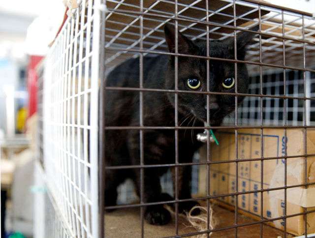 震災で行方不明となっていたネコ、生きていた!3年2か月ぶりに飼い主と再会