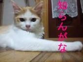 コメントのレスに使える画像貼っていきませんか?♡