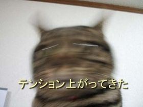 コメントのレスに使える画像貼っていきませんか?♡