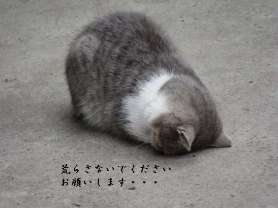 コメントのレスに使える画像貼っていきませんか?♡