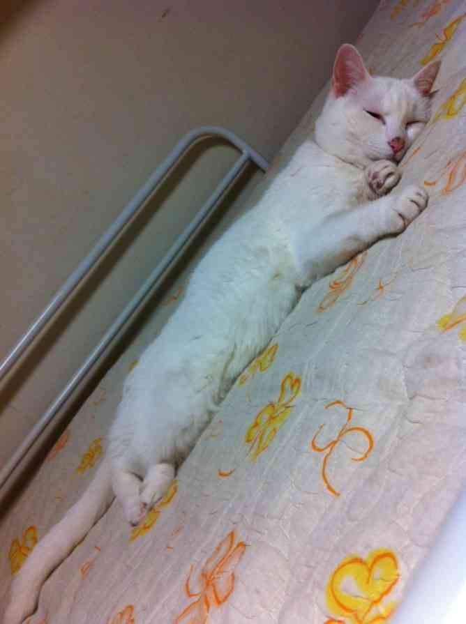 好きなものの写真を貼ろう!