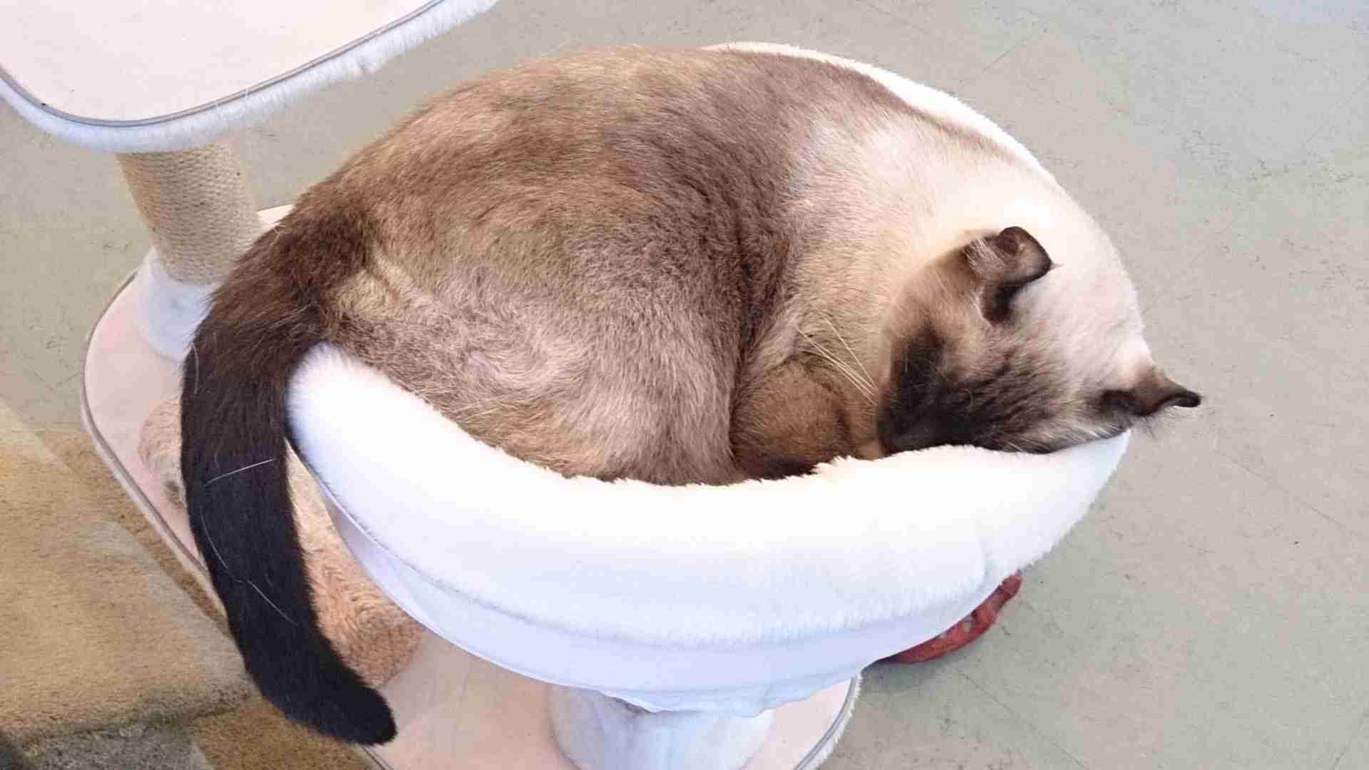 好きなものの写真を貼ろう!