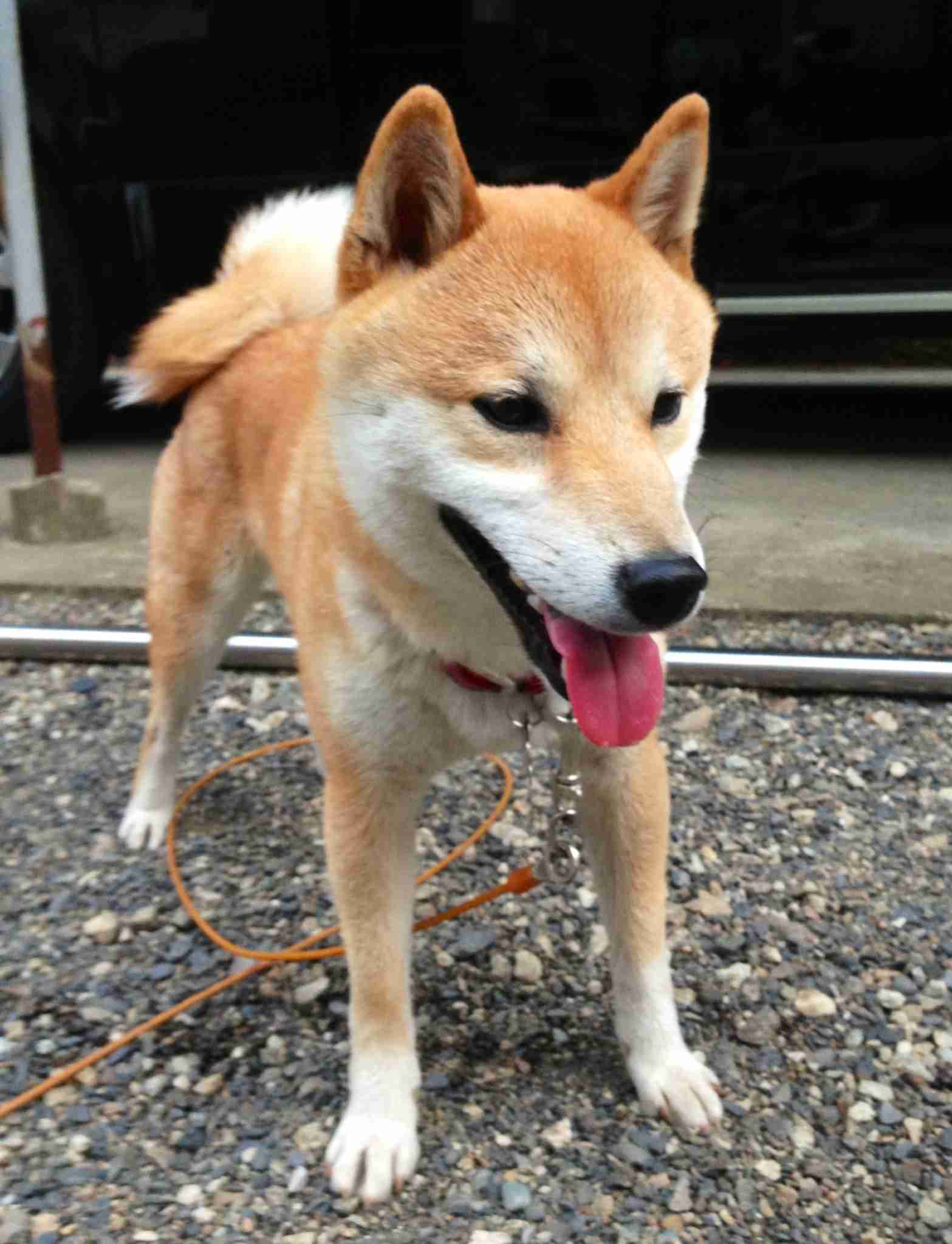 好きなものの写真を貼ろう!