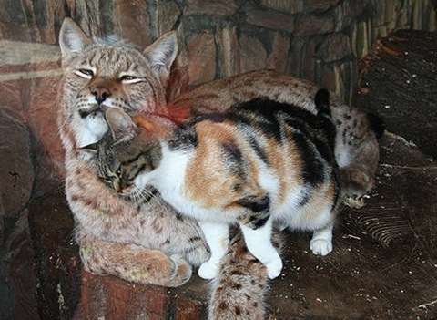 好きなものの写真を貼ろう!