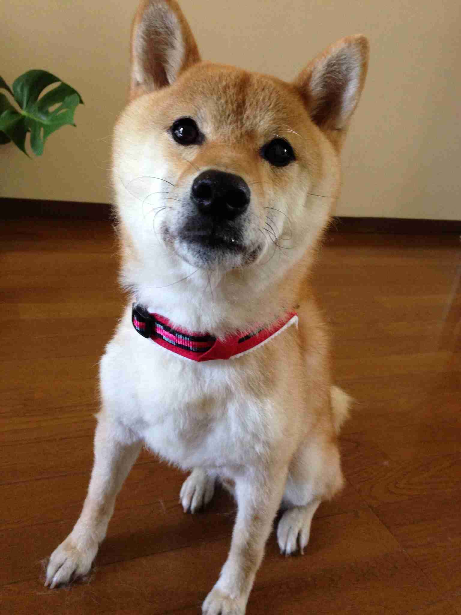 好きなものの写真を貼ろう!