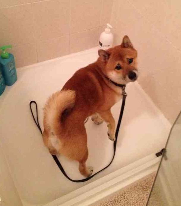 好きなものの写真を貼ろう!