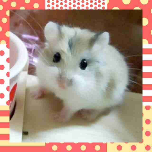 好きなものの写真を貼ろう!