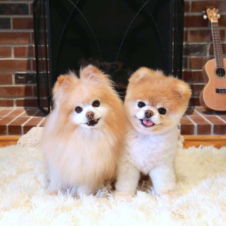 好きなものの写真を貼ろう!