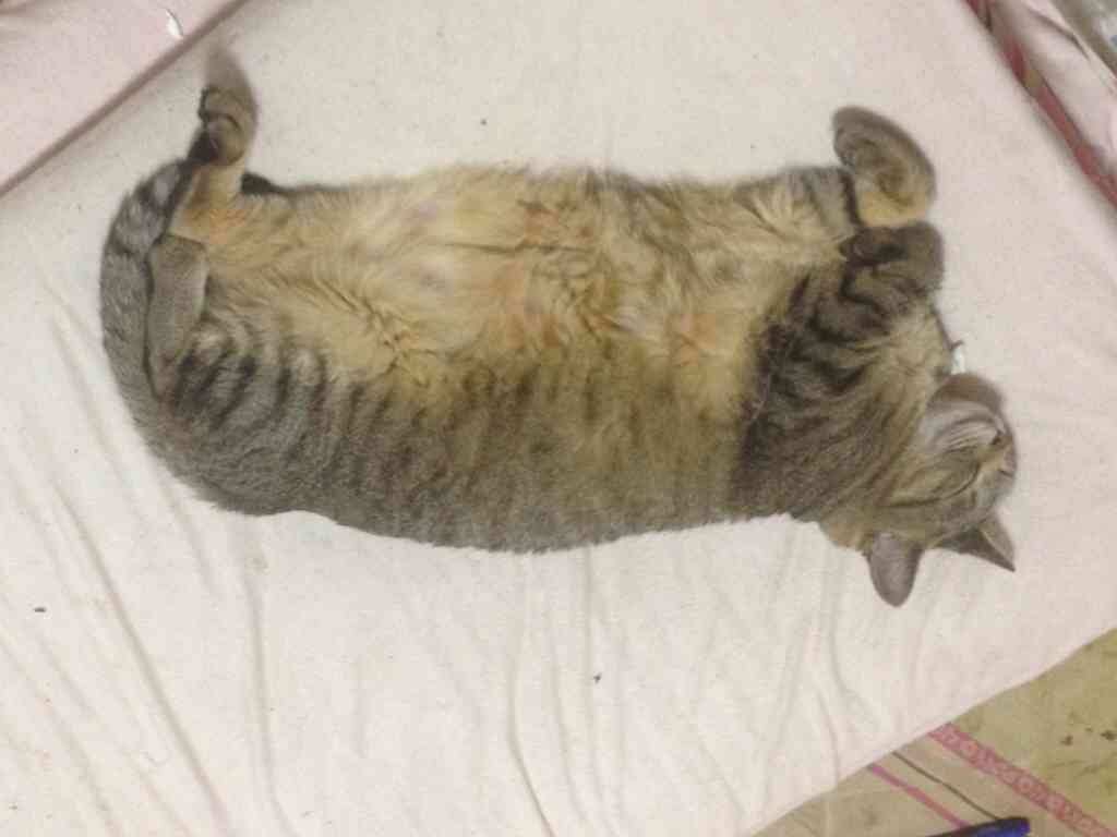 好きなものの写真を貼ろう!