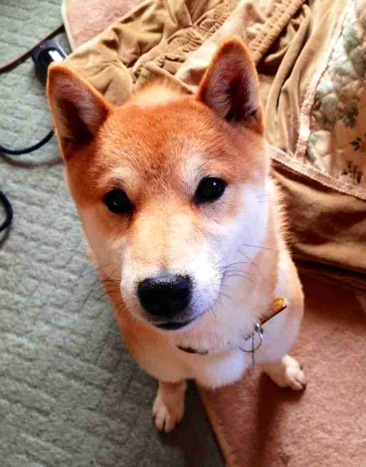 好きなものの写真を貼ろう!