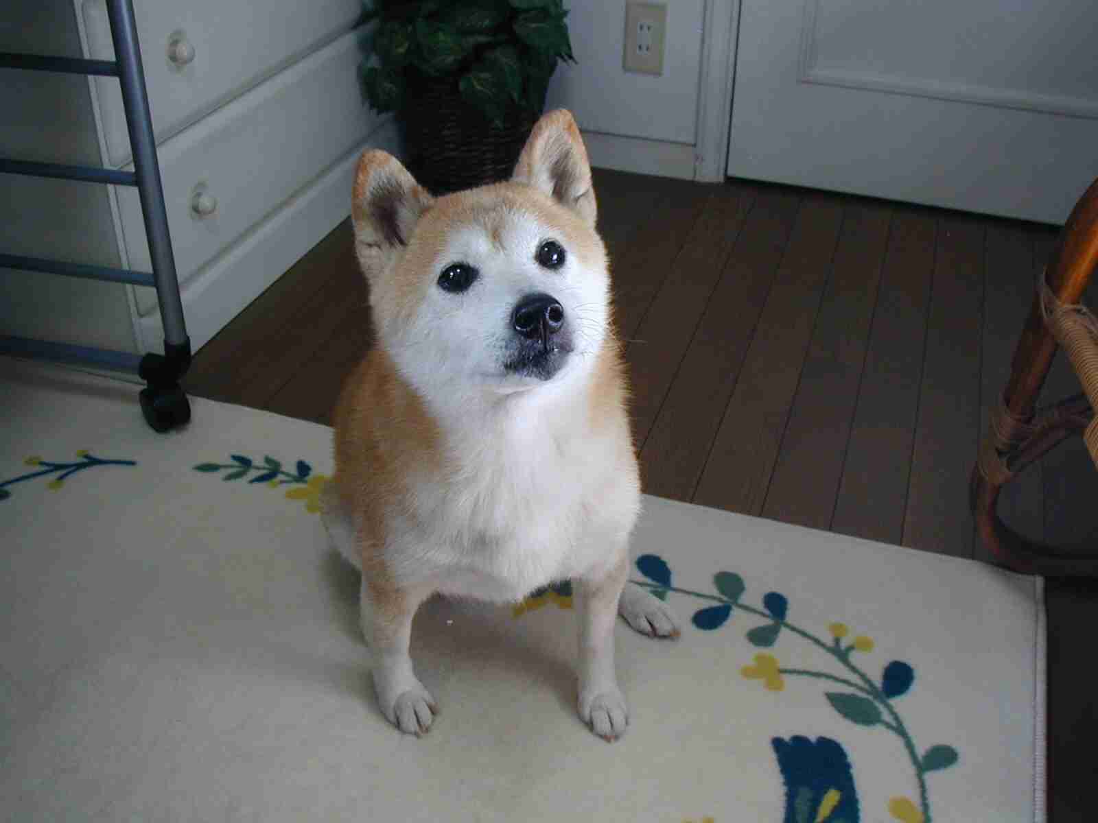 好きなものの写真を貼ろう!