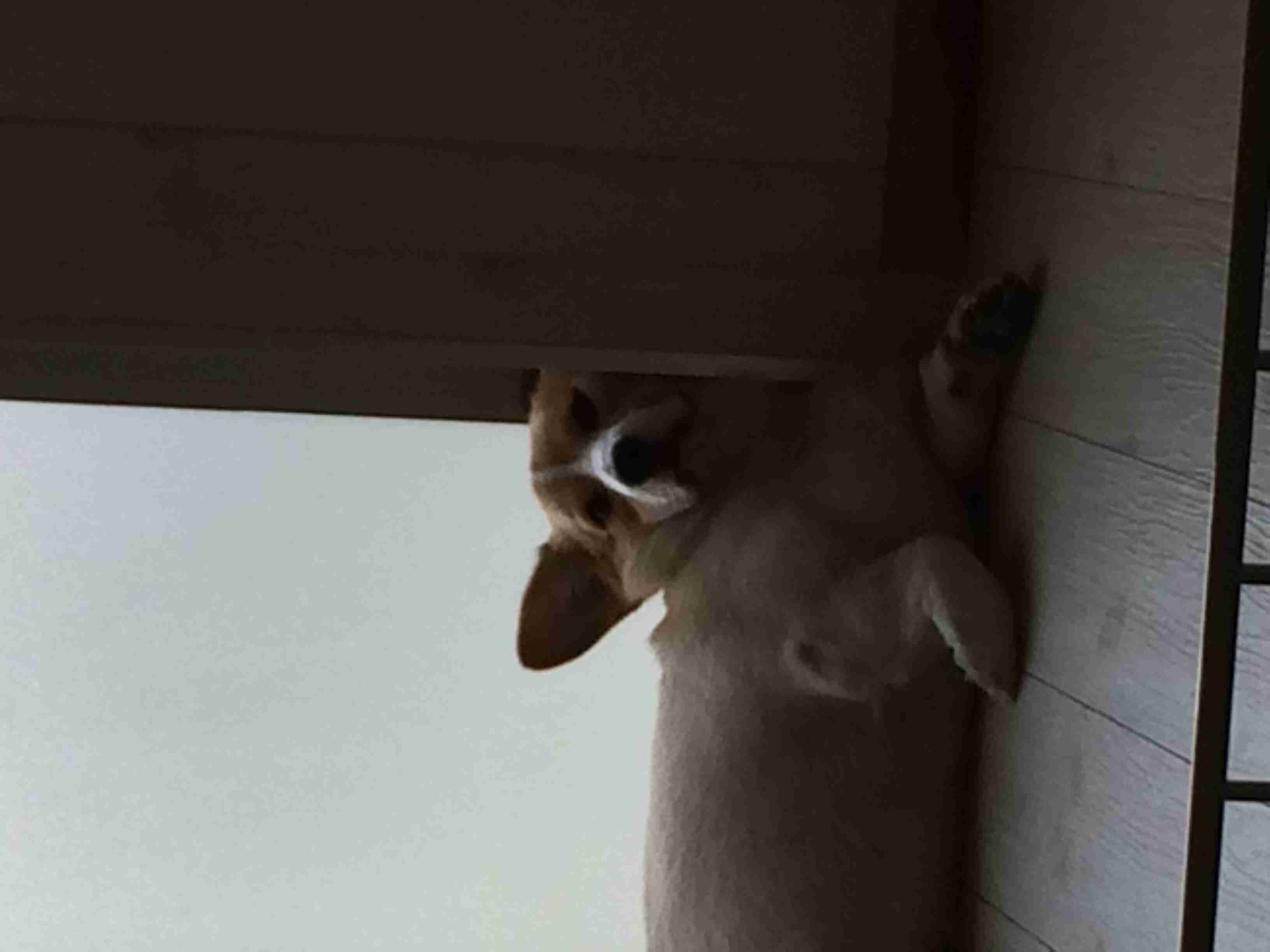 疲れ切って脱力しまくった犬がかわいいww